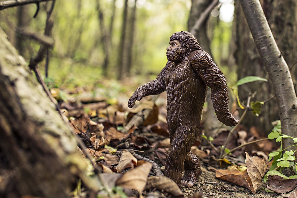 Bigfoot Anthropoid Ape Evolution Neandertals