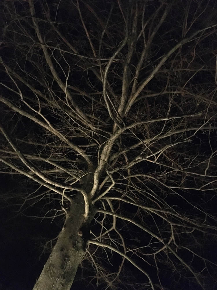 photograph of a barren tree at night in winter, as lit ominously from beneath