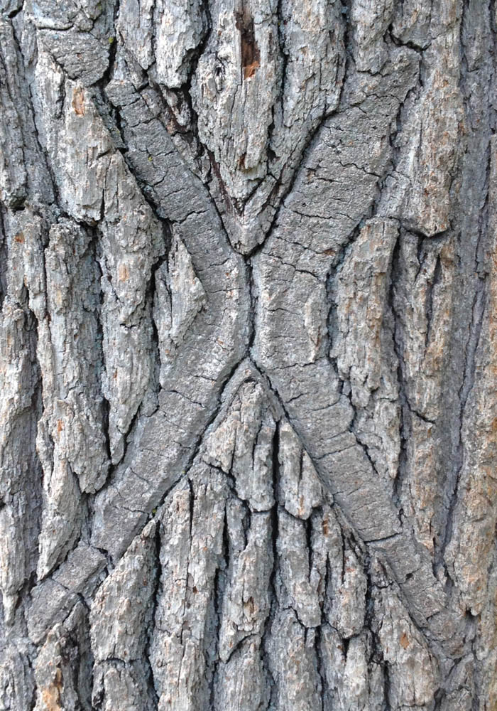 eco horror carved X reabsorbed into tree bark