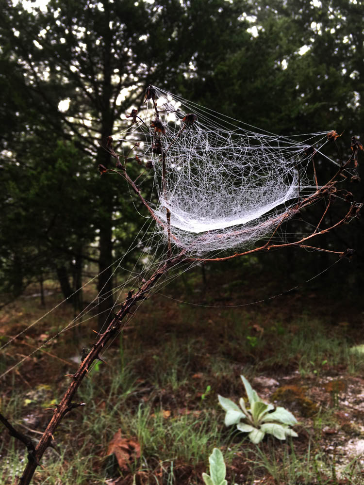 spiderweb with early morning dew