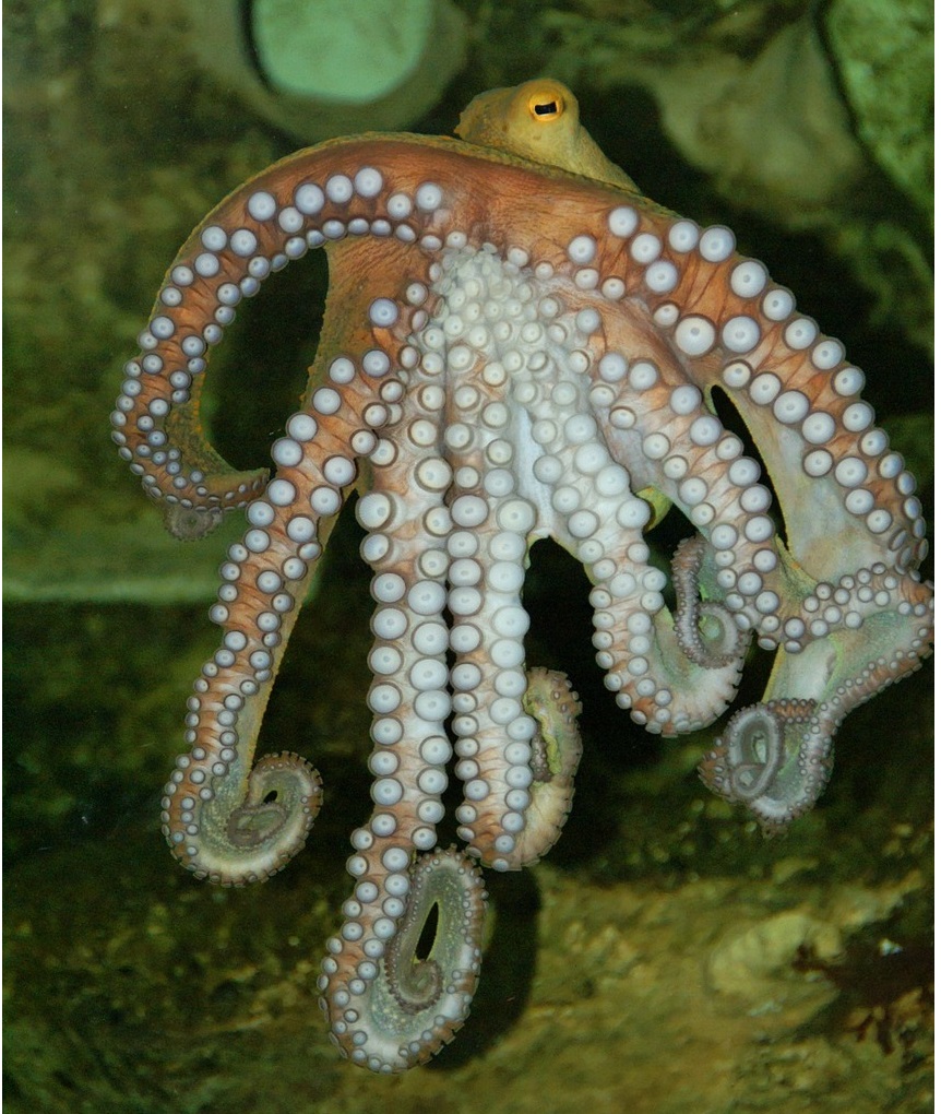 The Kraken hides from cameras, shielding his face with his tentacles.