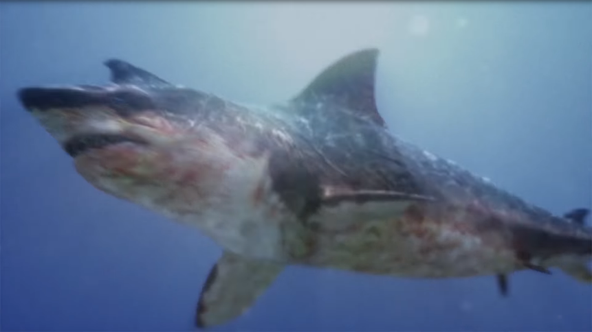 Screenshot-2022-02-21-at-19-07-20-TOXIC-SHARK-Official-Trailer-2017-Shark-Movie-HD-Bing-video