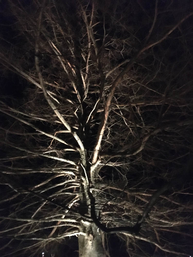 Haunted Tree 2