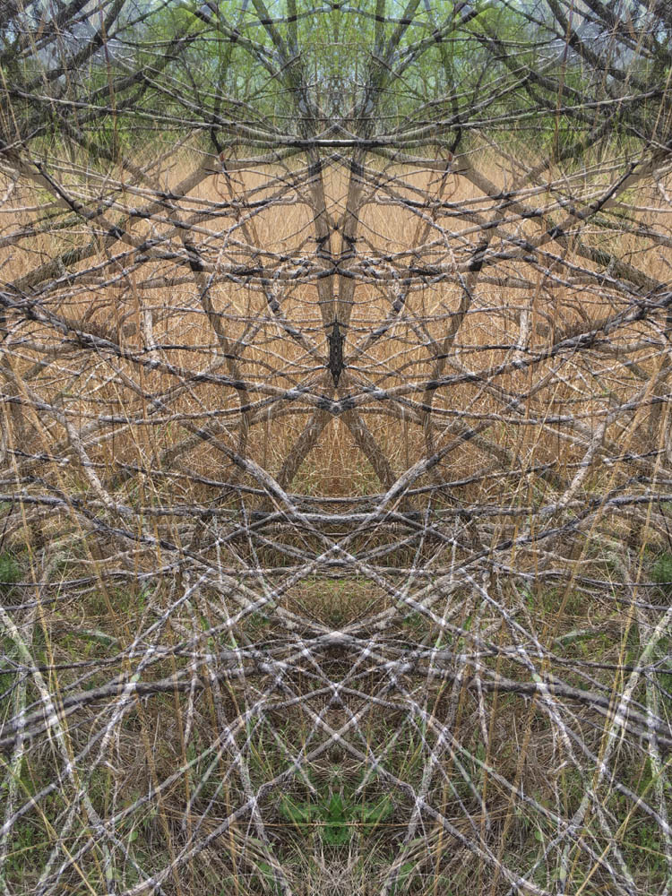 digitally altered photograph by Jennifer Weigel of mirrored tree branches morphing and evolving into the Wicker Man