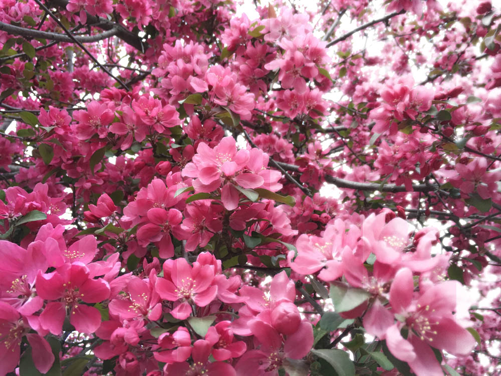 Pink cherry blossoms fading away into light