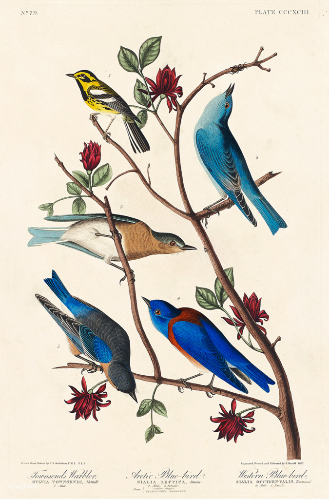 Bluebirds of North America | Illustration from Birds of America (1827) by John James Audubon, digitally enhanced by rawpixel-com 397.jpg | https://commons.wikimedia.org/wiki/File:Illustration_from_Birds_of_America_(1827)_by_John_James_Audubon,_digitally_enhanced_by_rawpixel-com_397.jpg