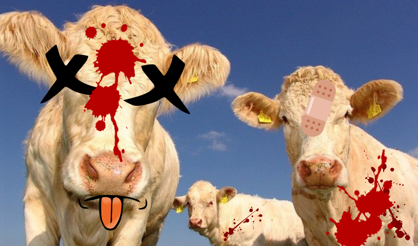 the same picture of cows but it has bad effects of blood and comedic X over eyes