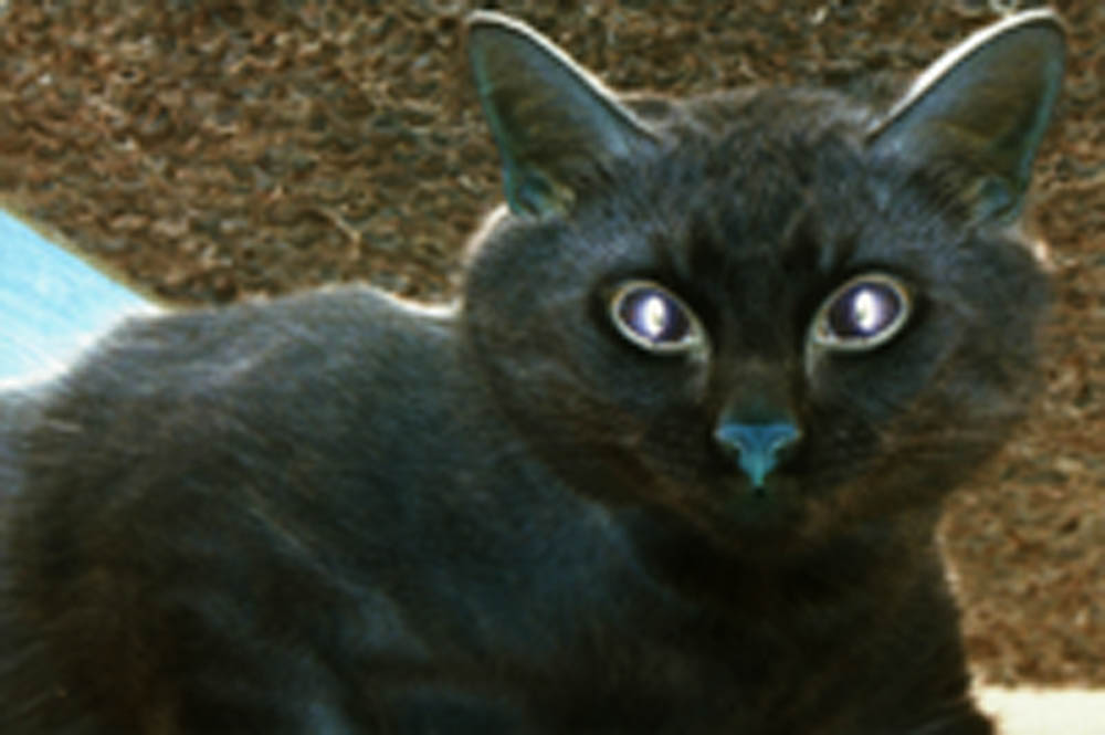 an eerie photo of a black cat engaged in witchcraft, eyes reflecting light