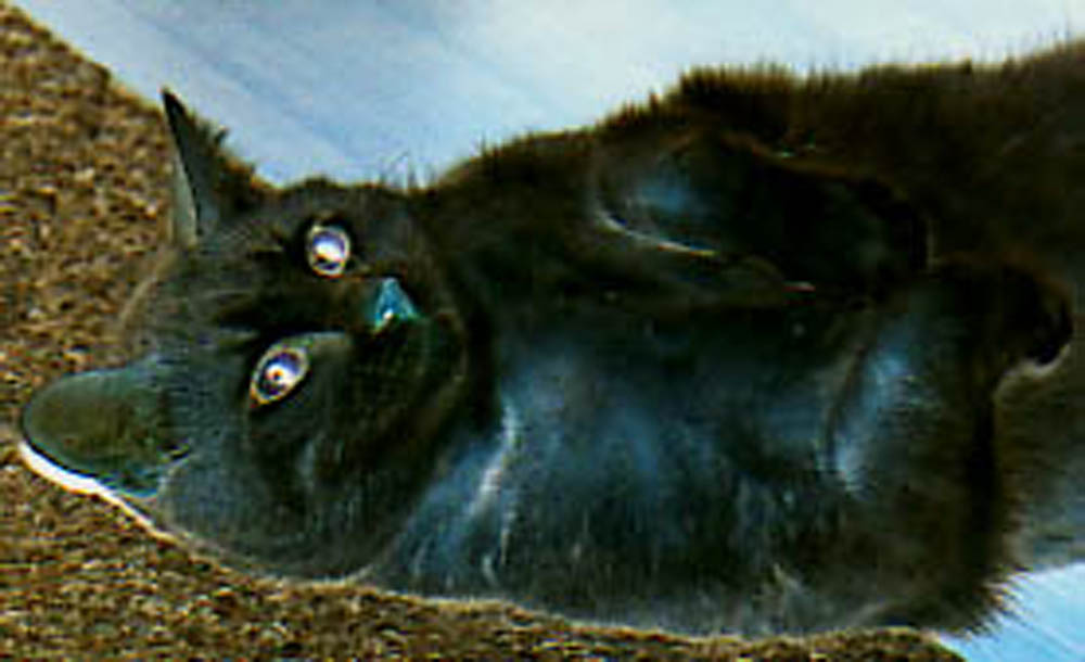 an eerie photo of a black cat engaged in witchcraft, eyes reflecting light