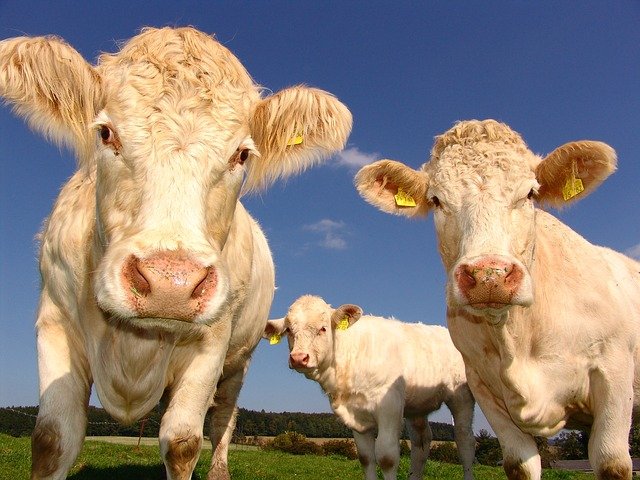 cows curiously staring at the camera