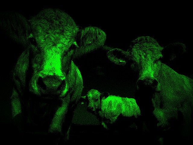 the same curious cows as the first picture but in night vision.
