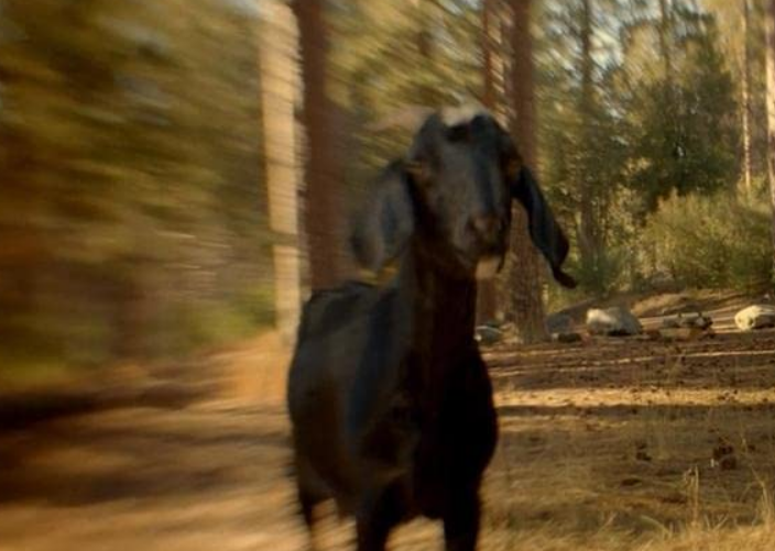 Apocalypse goat from American Horror Story Apocalypse 