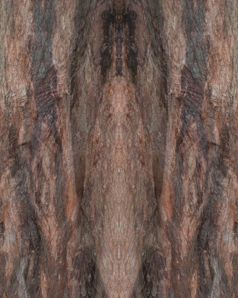 digitally altered photograph by Jennifer Weigel of mirrored tree bark and the energies within