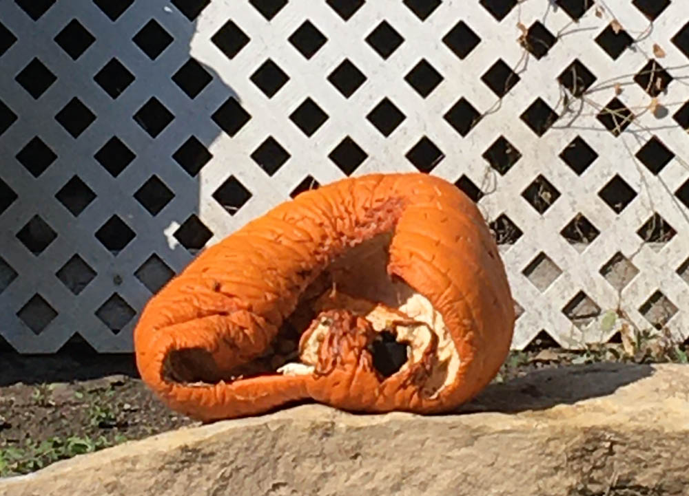 really rotting pumpkin head