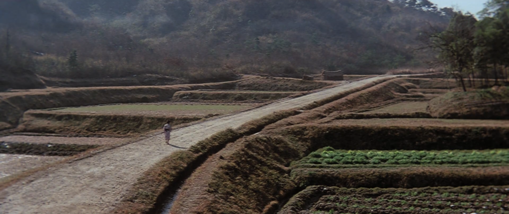 Japanese rice fields in the countryside.