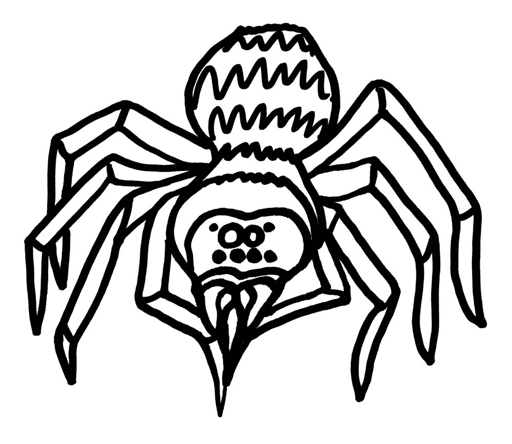 Spider