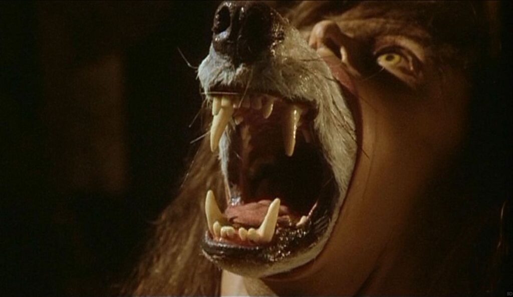 Image of a werewolf transformation. A mans head is tilted back as the snout of a wolf begins protruding from his mouth. The fur on the snout white as the large fangles gnarl and growl. The mans eyes are a bright yellow and his hair long flowing brown locks. A terrifying image as his mouth extends in an inhumanely manner. 