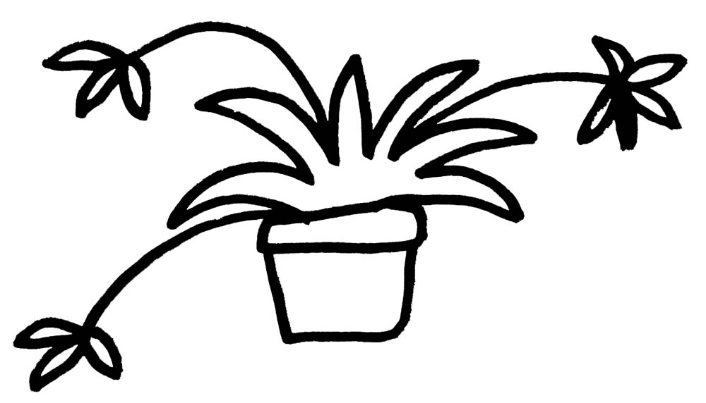 Drawing of spider plant ('cause I'm not drawing that creepy mother of millions plant)