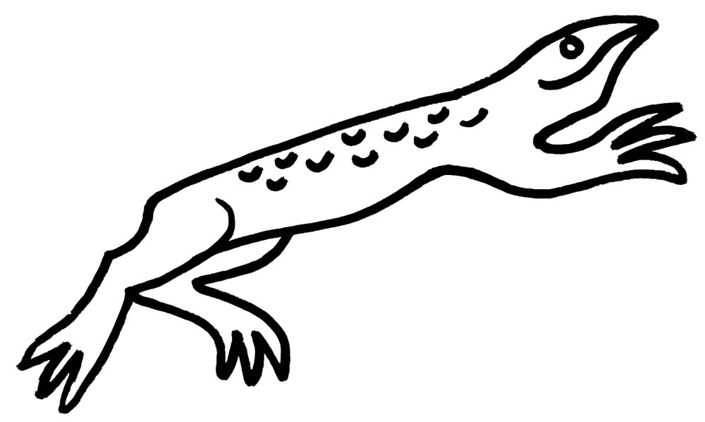Drawing of surinam toad