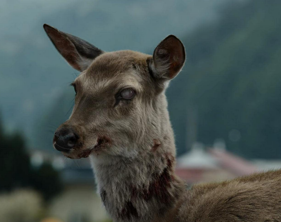 Still from Train To Busan, including zombie deer. 