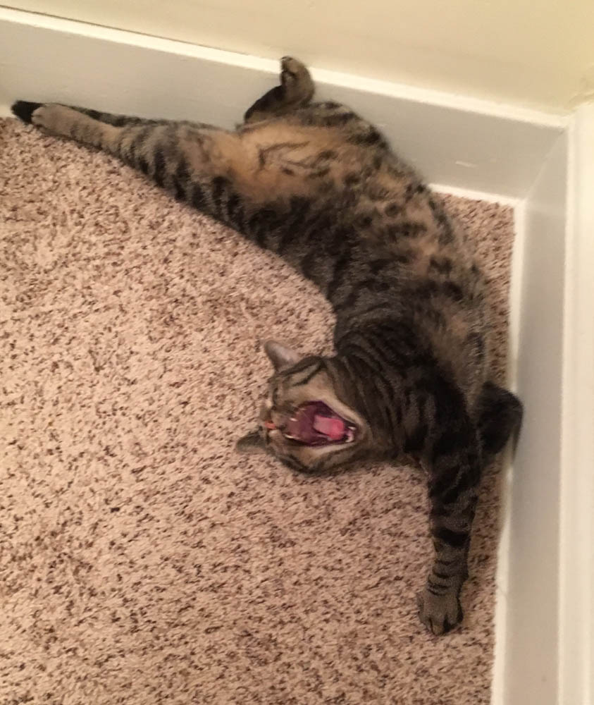 Kitty freak out, or "top of the stairs" to you - picture of my cat Major Tom stretching across the corner of the stairwell landing while yawning