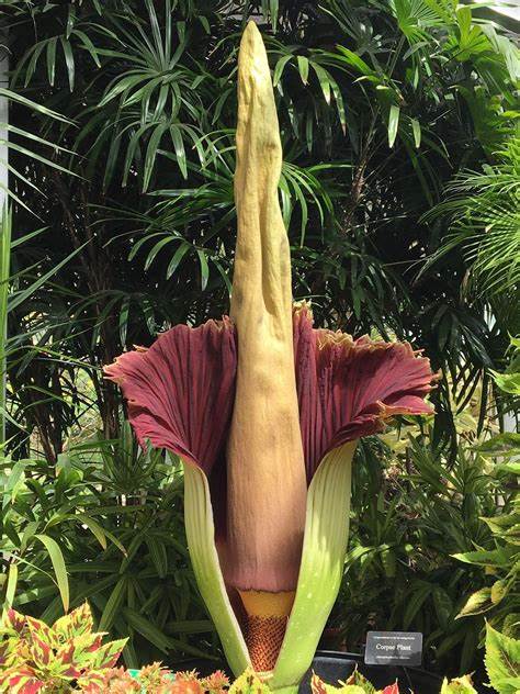 A large flower with a giant column in the center
