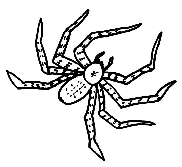 Giant Huntsman Spider drawing by Jennifer Weigel