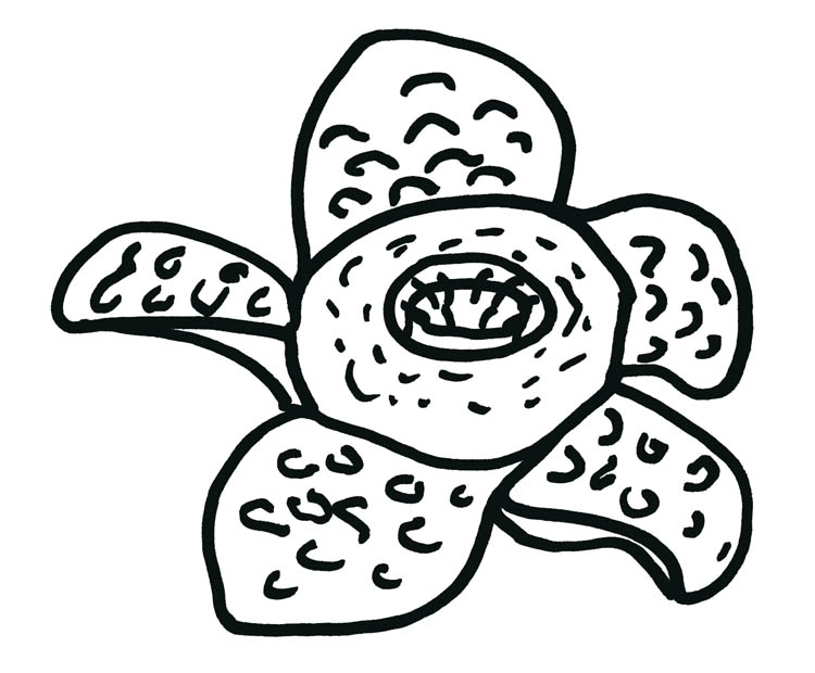 Rafflesia flower as drawn by Jennifer Weigel.