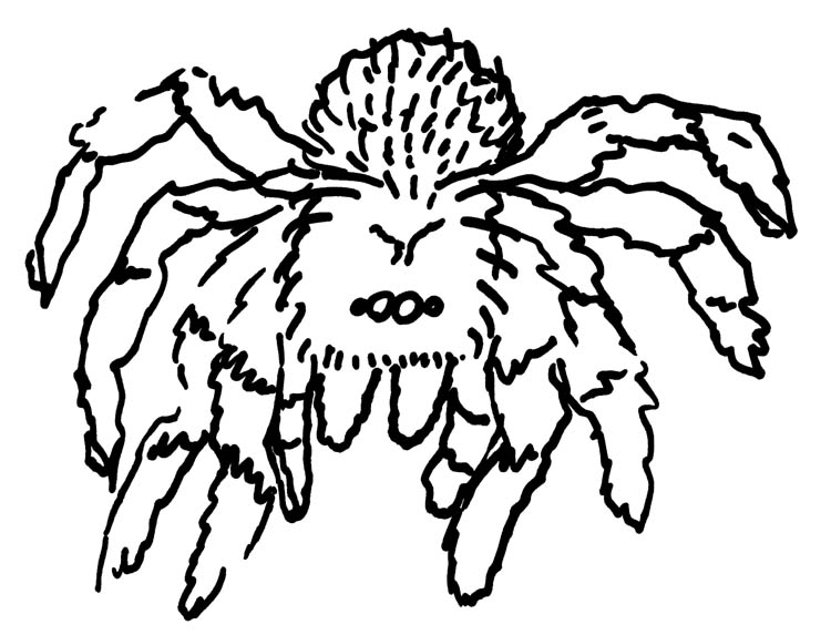 Everything's cuter when it's fuzzy, right? tarantula drawing by Jennifer Weigel