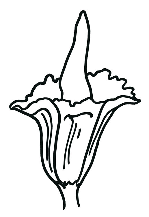 Titan Arum flower as drawn by Jennifer Weigel.