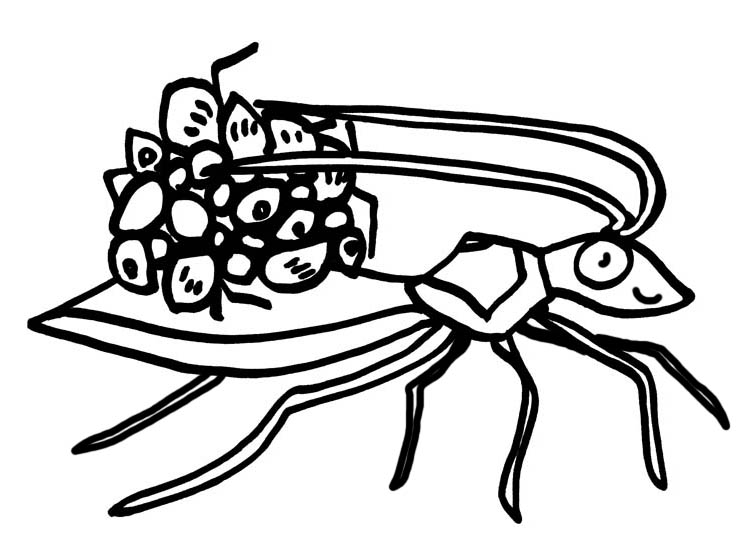 Wearing the Latest Trend in Dead Ant Bodies, drawing by Jennifer Weigel