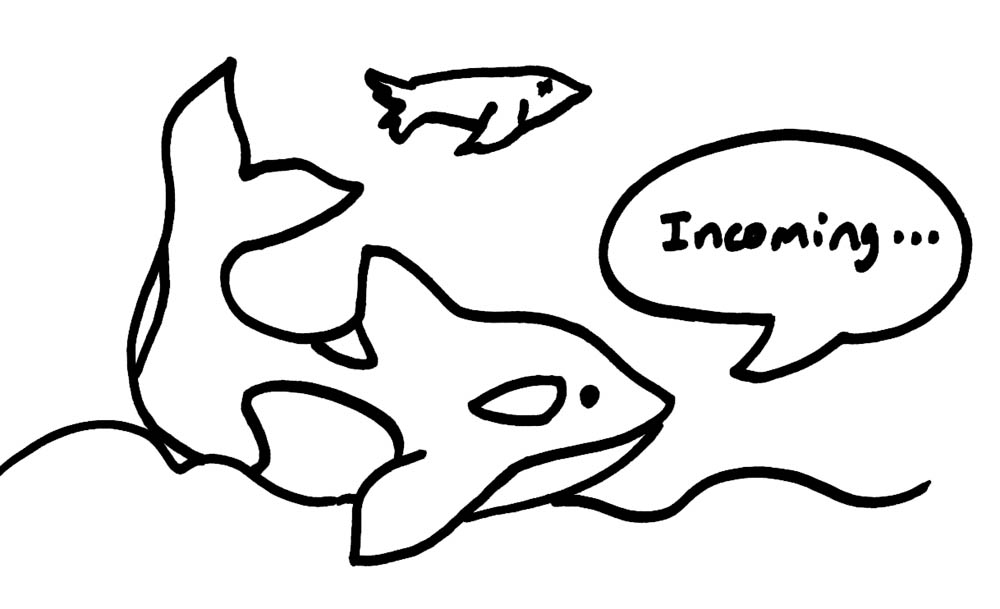 Orca drawing by Jennifer Weigel with speech bubble "Incoming" and caption Food on the fly