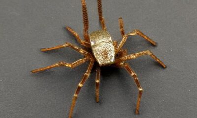 AI Art finger spider