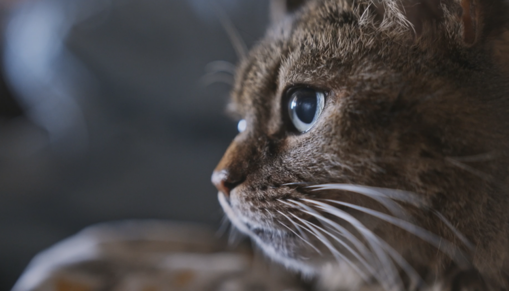 My Haunted Hometown - A close up of a cat's fuzzy face.