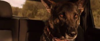 A dog looks ahead inside a car. Behind the dog is a forest.