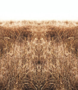 Christina's World Lost digitally manipulated photograph of a field of grass by Jennifer Weigel from her Reversals series