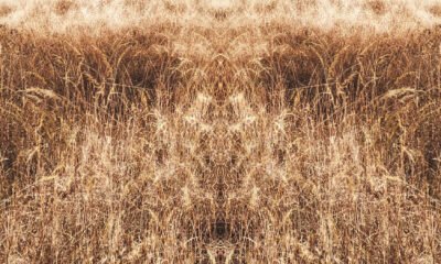 Christina's World Lost digitally manipulated photograph of a field of grass by Jennifer Weigel from her Reversals series