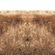 Christina's World Lost digitally manipulated photograph of a field of grass by Jennifer Weigel from her Reversals series