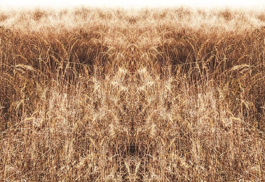 Christina's World Lost digitally manipulated photograph of a field of grass by Jennifer Weigel from her Reversals series